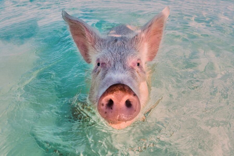 Exclusive Fly-In Premium Beach Experience from Nassau - Small-Group Value: Why the Cap Matters More Than You Think
