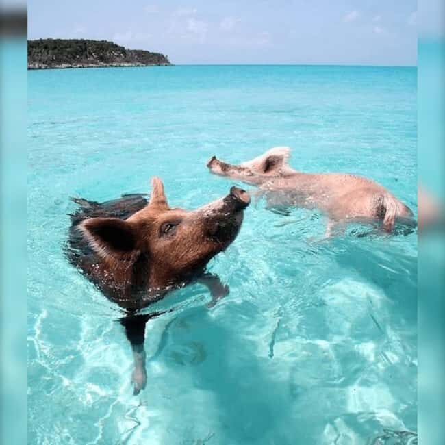 From Nassau: Swim with Pigs Safari - Getting to Woodes Rodgers Walk (and not missing your boat)