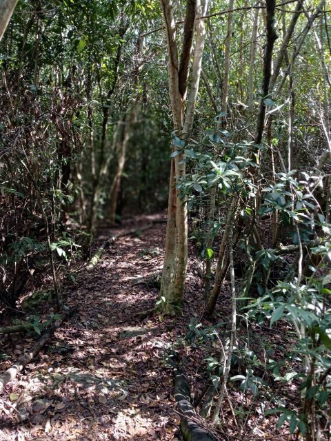 Guided Primeval Nature Walk Tour - Where You Meet: Hotel Pickup or the Cruise Terminal Water Fountain