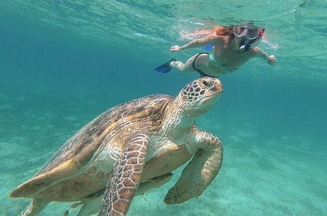 Half-Day at Green Cay Bahamas Snorkeling with Turtles - Price and logistics: what $1,500 per group really means