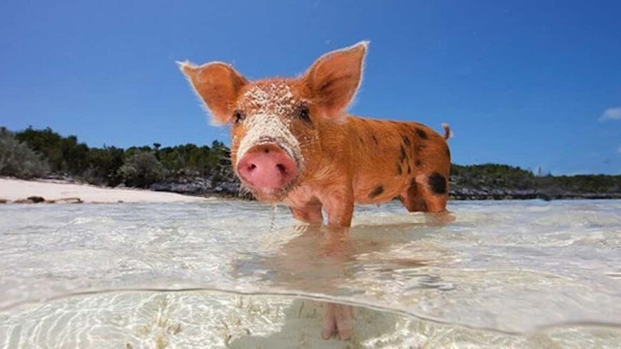 Nassau: 3-Island Snorkel Tour with Pigs, Beach Club, & Lunch - Price and Value: What $159 Buys in Real Terms
