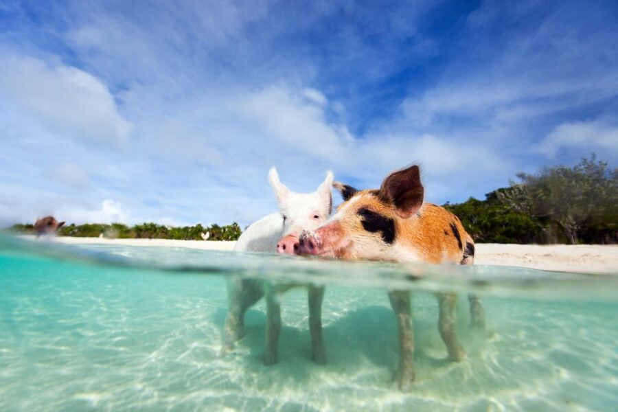 Nassau: 3 Islands Tour, Snorkel, Pig Beach, Turtles & Lunch - Athol Island scenic pass: the quick view between stops