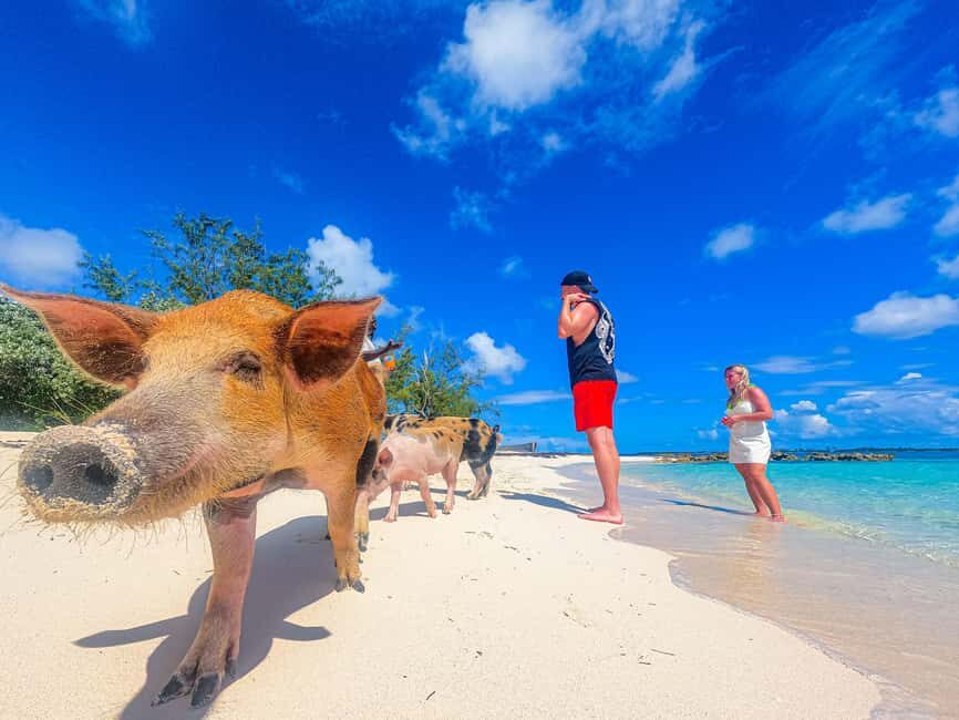 Nassau: Pigs Beach Trip by Boat with Swimming and Feeding - Key things to know before you go