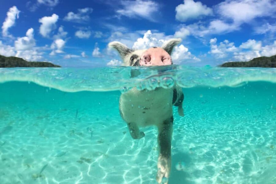 Nassau: Rose 3-Island Tour with Snorkeling and Lunch - Atlantis Tunnel and Photo Stops: The Sightseeing Part You’ll Actually Use