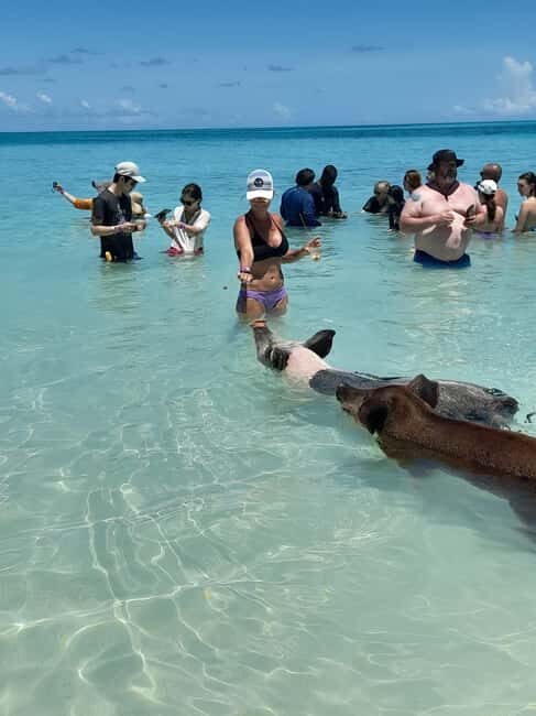Nassau: Swimming with Pigs, Snorkeling, and Sightseeing Tour - Paradise Island views from the sea: the “wow” before you snorkel