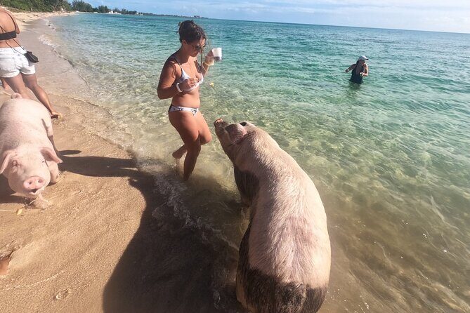 Ultimate SeaXscape Pigs/Turtles/Snorkel/Lunch/Drinks/PU/DO - Key Things That Make Ultimate SeaXscape Worth Your Time