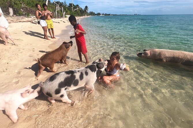 Ultimate SeaXscape Pigs/Turtles/Snorkel/Lunch/Drinks/PU/DO - Snorkeling in Nassau Waters: Coral Reefs, Fish, and Turtle Chances